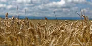 La BAD lance une initiative de 1 milliard de dollars pour accroître la production de blé en Afrique