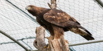 Symbole de la lutte contre le braconnage et de la réhabilitation réussie : l’aigle “Watan” va enfin s’envoler libre