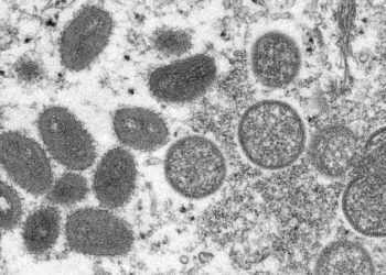 Ce que l’on sait sur la variole du singe, la maladie qui est en train de se propager à travers le monde