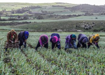 233,2 MTND d’investissements agricoles approuvés jusqu’à fin mai 2022