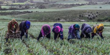 233,2 MTND d’investissements agricoles approuvés jusqu’à fin mai 2022
