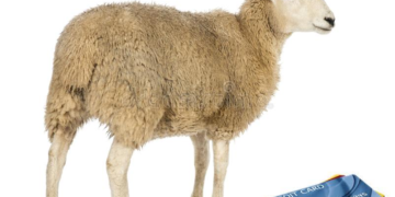 Aïd Al Idha : quand les entreprises se mettent à faire de l’Amazon du mouton