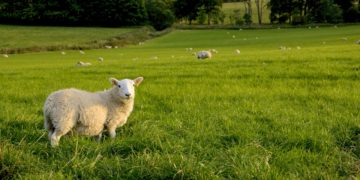 Aïd Al Idha : conseils d’un agriculteur pour bien choisir son mouton