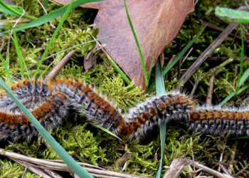 La processionnaire du pin détériore les forêts tunisiennes
