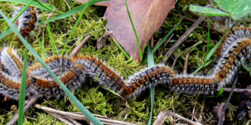 La processionnaire du pin détériore les forêts tunisiennes