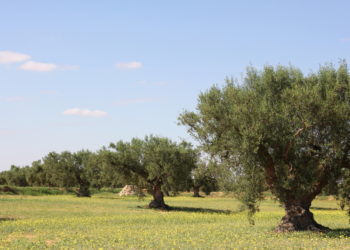 Les investissements agricoles ont augmenté de 39.3% en 2022