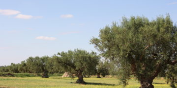 Les investissements agricoles ont augmenté de 39.3% en 2022