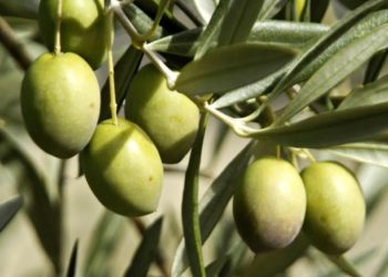 Huile d’olive tunisienne : 78 médailles en deux semaines