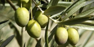 Huile d’olive tunisienne : 78 médailles en deux semaines