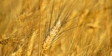 Les quantités produites de blé dur permet de couvrir la demande jusqu’à la fin de l’année