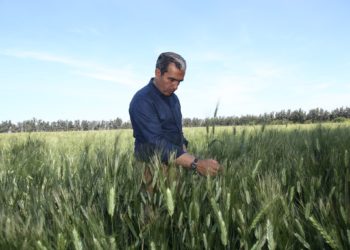 Recommandations de Leith Ben Becher pour l’autosuffisance en céréales