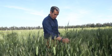 Recommandations de Leith Ben Becher pour l’autosuffisance en céréales