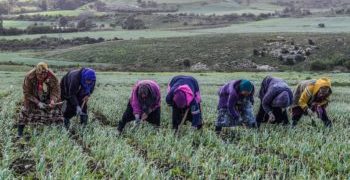 Le SMAG pénalise le secteur agricole
