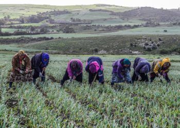 Le SMAG pénalise le secteur agricole