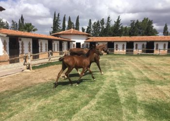 Al Karama Holding se dirige vers la cession de Mayodor Agricole, une ancienne propriété de Slim Chiboub