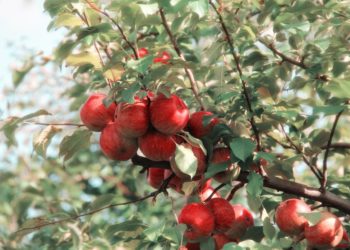 Forte augmentation de la valeur des exportations nationales de fruits