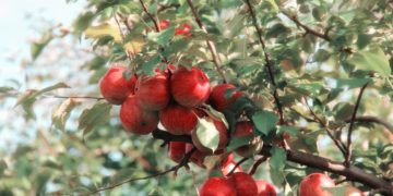 Forte augmentation de la valeur des exportations nationales de fruits