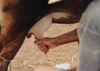 La TVA, une vache à lait à protéger
