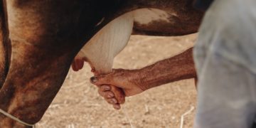 La TVA, une vache à lait à protéger