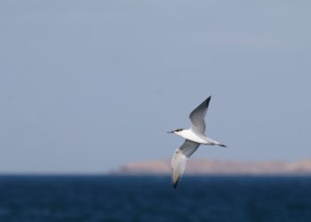 L’écosystème tunisien des startups s’affirme dans l’économie bleue