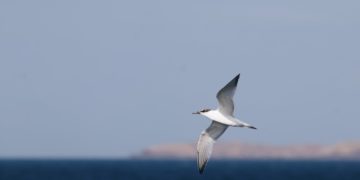 L’écosystème tunisien des startups s’affirme dans l’économie bleue