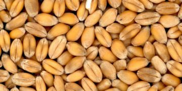 Le déficit alimentaire frôle les 3 milliards de dinars à fin octobre 2022