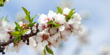 3e édition du Festival de l’Amandier à Borj Kallel  à Sfax