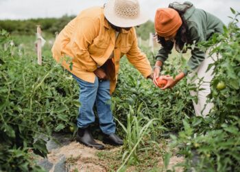 Bizerte: l’Apia a approuvé 47 projets agricoles d’une valeur de 12,5 MTND