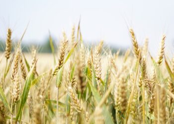 Nabeul: la sécheresse causera une baisse de 60% dans la production de céréales