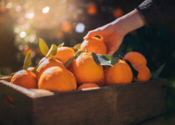 Baisse de 34% des exportations d’agrumes en 2023