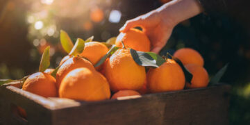 Baisse de 34% des exportations d’agrumes en 2023
