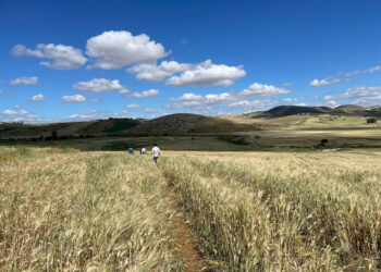 Céréales: 3 entreprises mandatées ont été sélectionnées pour bénéficier du programme de l’UE et de l’Agence italienne pour la coopération au développement