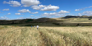 Céréales: 3 entreprises mandatées ont été sélectionnées pour bénéficier du programme de l’UE et de l’Agence italienne pour la coopération au développement