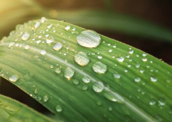 Pourquoi ne pas généraliser l’exemple de Sodexo et Soul & Planet en matière d’économie d’eau?