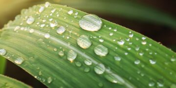 Pourquoi ne pas généraliser l’exemple de Sodexo et Soul & Planet en matière d’économie d’eau?