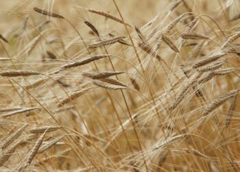 Distribution des céréales: Kaïs Saïed souligne l’urgence de mettre fin aux dysfonctionnements