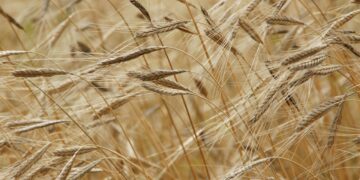 Distribution des céréales: Kaïs Saïed souligne l’urgence de mettre fin aux dysfonctionnements