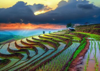 Le riz risque de s’absenter encore longtemps de nos plats