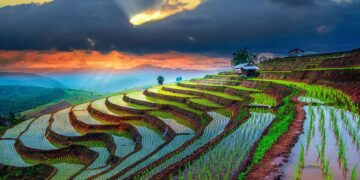 Le riz risque de s’absenter encore longtemps de nos plats