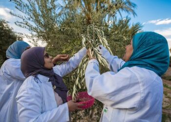 Zaghouan: approbation de 17 projets d’autonomisation économique d’une valeur de 363 000 dinars