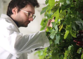 Une ferme verticale pour la sylviculture présentée à l’ONU