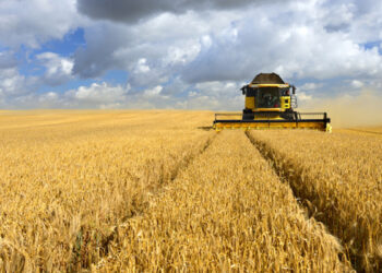 La Tunisie aurait acheté 200 000 tonnes de blé