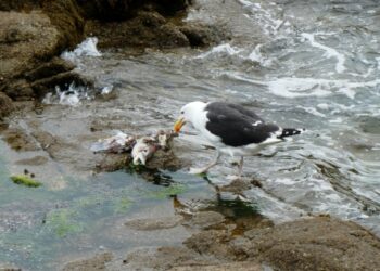 La Tunisie envisage-t-elle d’adopter le nouveau traité sans précédent de l’ONU relatif à la haute mer ?