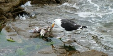 La Tunisie envisage-t-elle d’adopter le nouveau traité sans précédent de l’ONU relatif à la haute mer ?