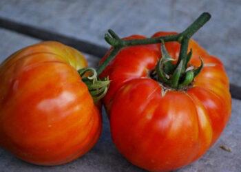 Tomate jacinthe tunisienne: préservation réussie d’une variété rare grâce à des méthodes biologiques