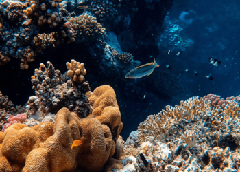 MedPAN organise un atelier régional pour façonner un tourisme durable dans les aires marines protégées de la Méditerranée