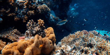 MedPAN organise un atelier régional pour façonner un tourisme durable dans les aires marines protégées de la Méditerranée