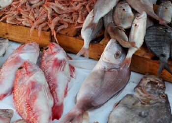 Léger fléchissement des exportations de produits de la pêche en Tunisie au premier semestre 2023