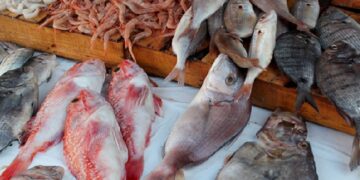 Léger fléchissement des exportations de produits de la pêche en Tunisie au premier semestre 2023