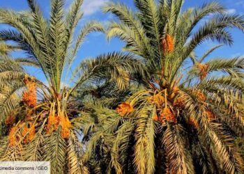 Les signes d’une belle saison de la filière phoenicicole